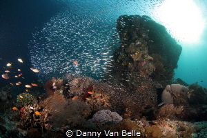The reef near manta mantra by Danny Van Belle 